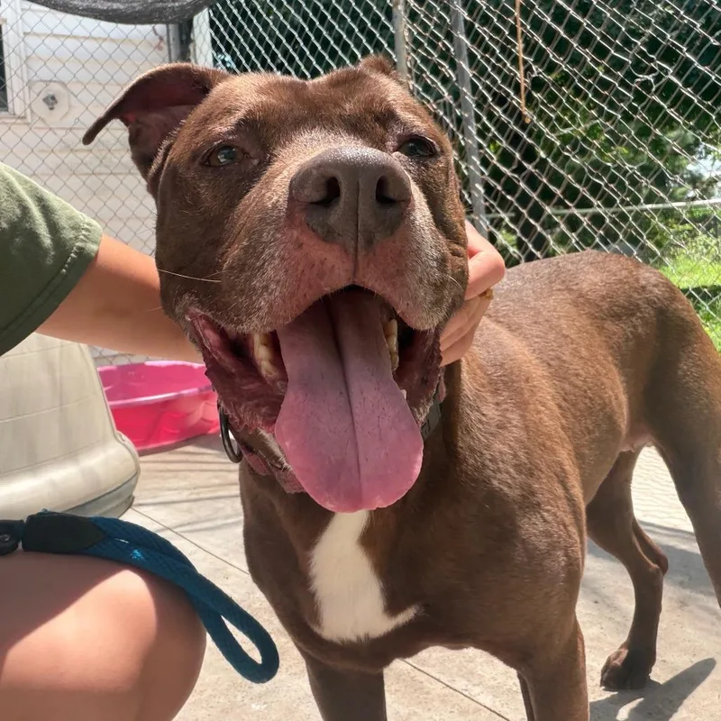 A senior medium-sized female Brown / Chocolate Pit Bull Terrier dog named Hazel for adoption in Hanna City, IL