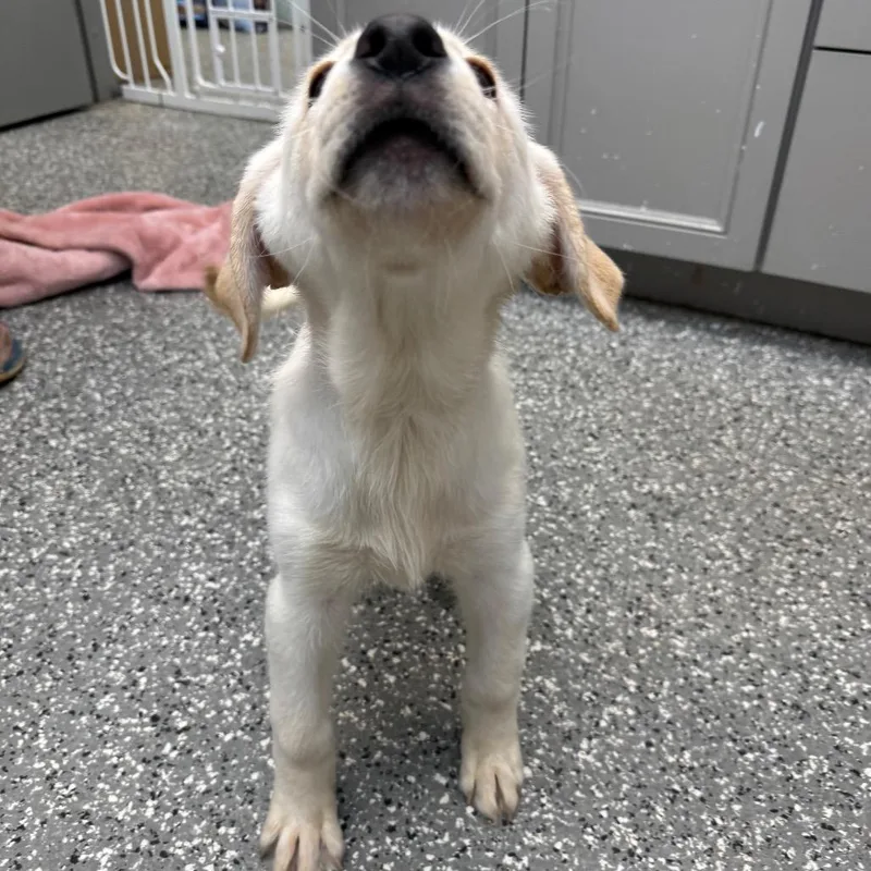 Ramen Noodle thumbnail 2