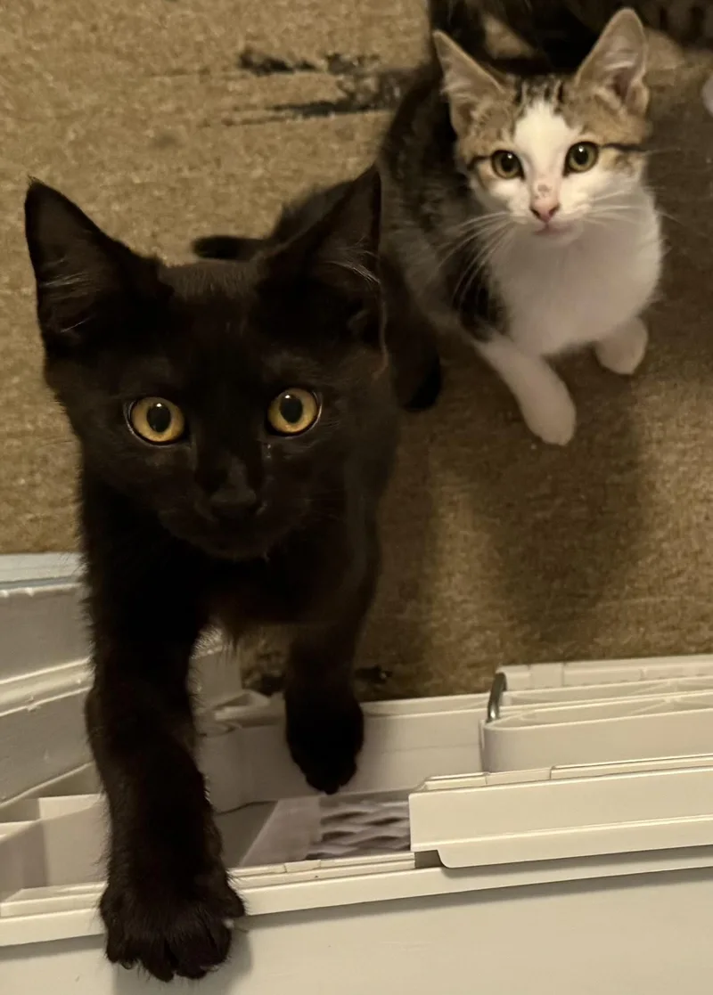 A baby small-sized male American Shorthair cat named Owen and Luke for adoption in Greensboro, NC