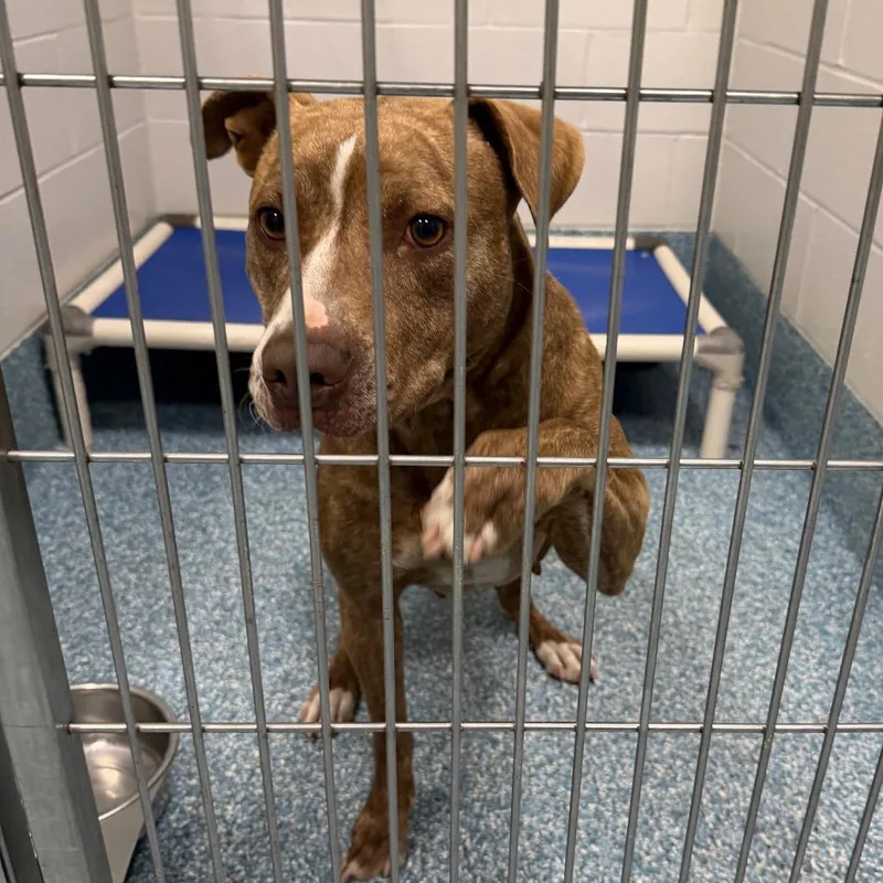 An adult medium-sized female Brindle Mixed Breed dog named Radio for adoption in Greensboro, NC