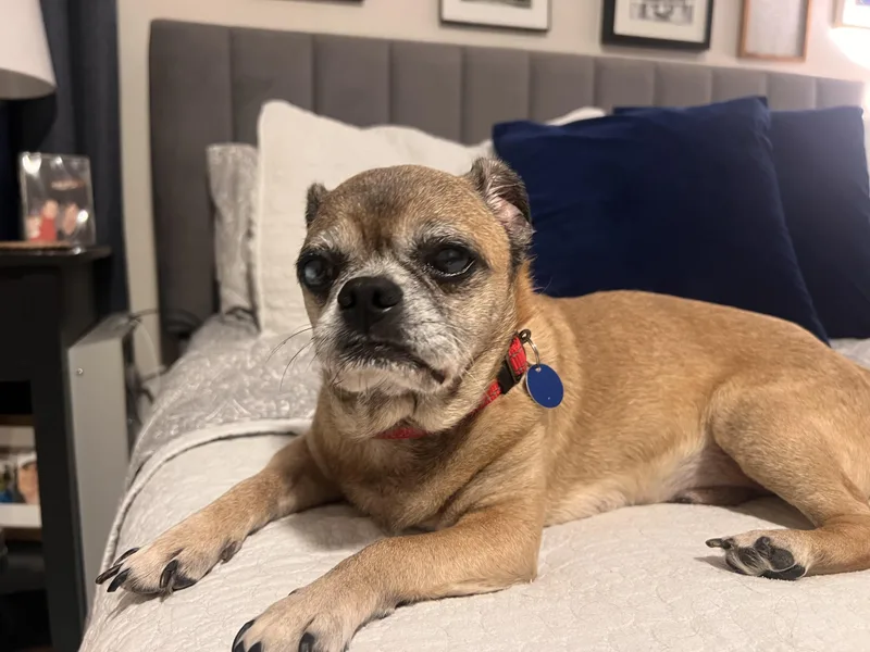 A senior small-sized male Pug dog named Arthur for adoption in Denver, CO