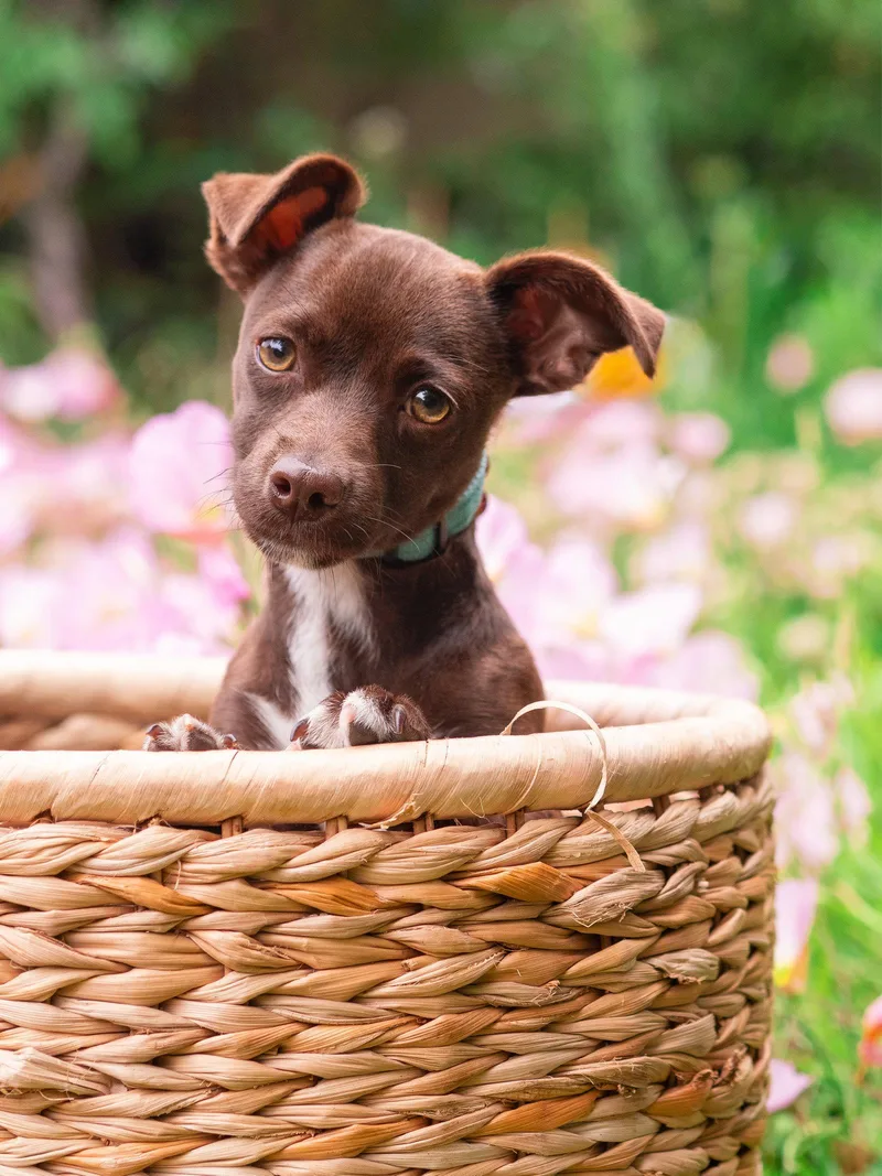 Blackjack thumbnail 3