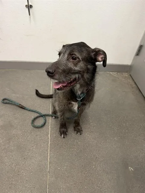 An adult medium-sized male Irish Wolfhound dog named Ziggy for adoption in Mesa, AZ