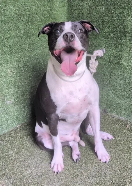 An adult large-sized male Pit Bull Terrier dog named Bentley for adoption in Lancaster, CA