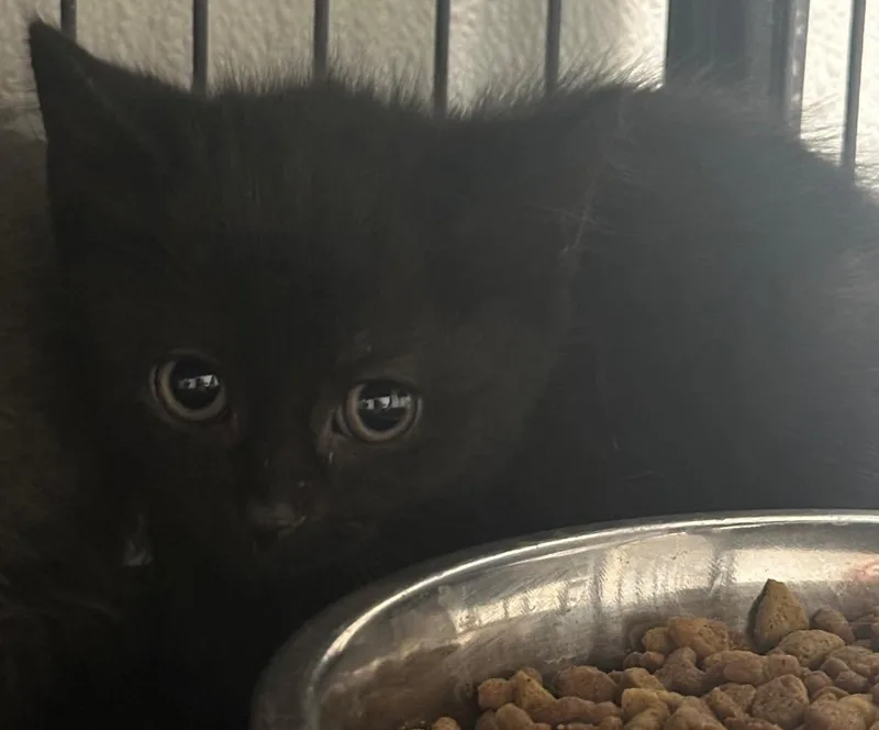 A baby medium-sized male Domestic Short Hair cat named Baxtor for adoption in Saginaw, MI