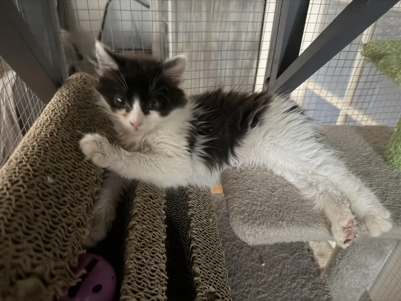 A baby small-sized female Domestic Long Hair cat named Mai Tai for adoption in Tracy, CA