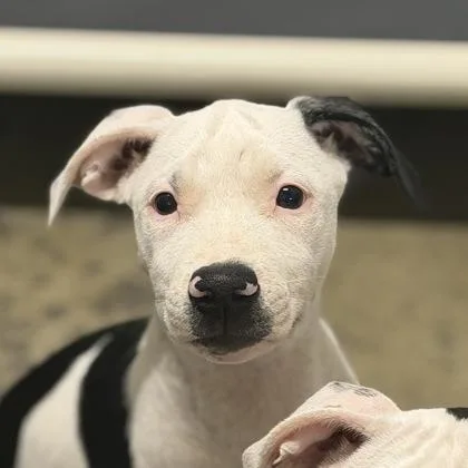 A baby large-sized female Black Pit Bull Terrier dog named Willow for adoption in Sacramento, CA