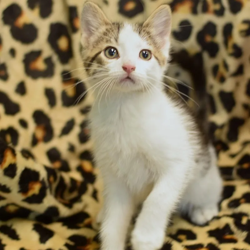 A baby small-sized male Brown / Chocolate Domestic Short Hair cat named Quigley for adoption in Belleville, IL