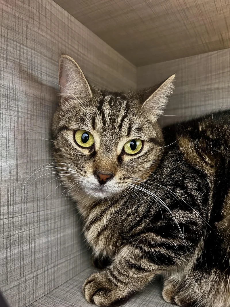 An adult medium-sized female Tabby (Brown / Chocolate) Tabby cat named Martina for adoption in Grand Rapids, MI