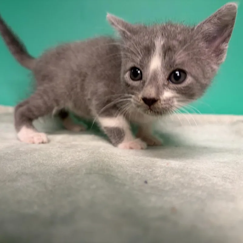 A baby small-sized male Gray / Blue / Silver Domestic Short Hair cat named Francis for adoption in San Antonio, TX