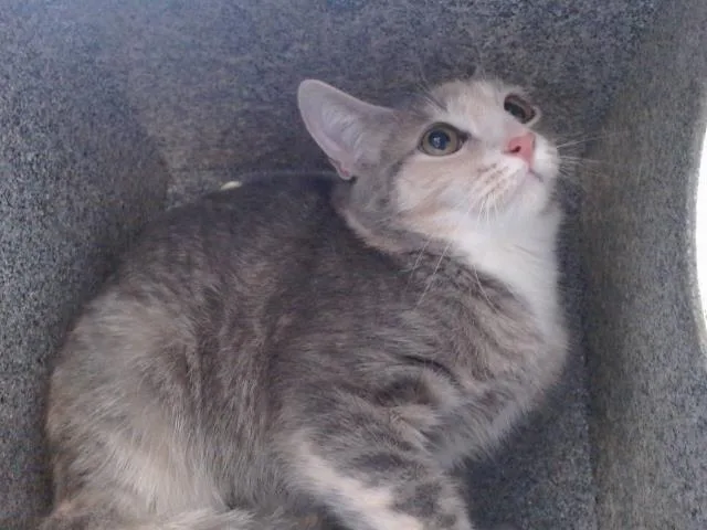 A young small-sized female Domestic Short Hair cat named Tiger for adoption in Orlando, FL