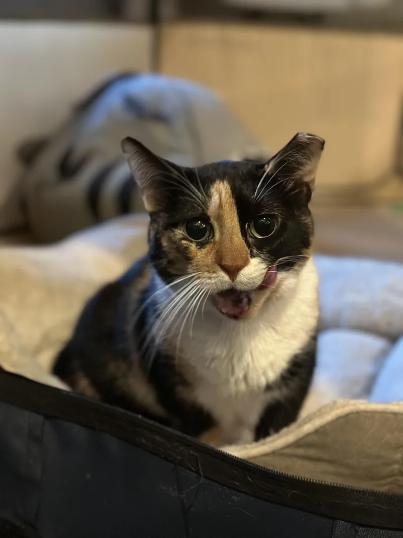 A young medium-sized female Calico Domestic Short Hair cat named Sundae for adoption in Ridgewood, NY