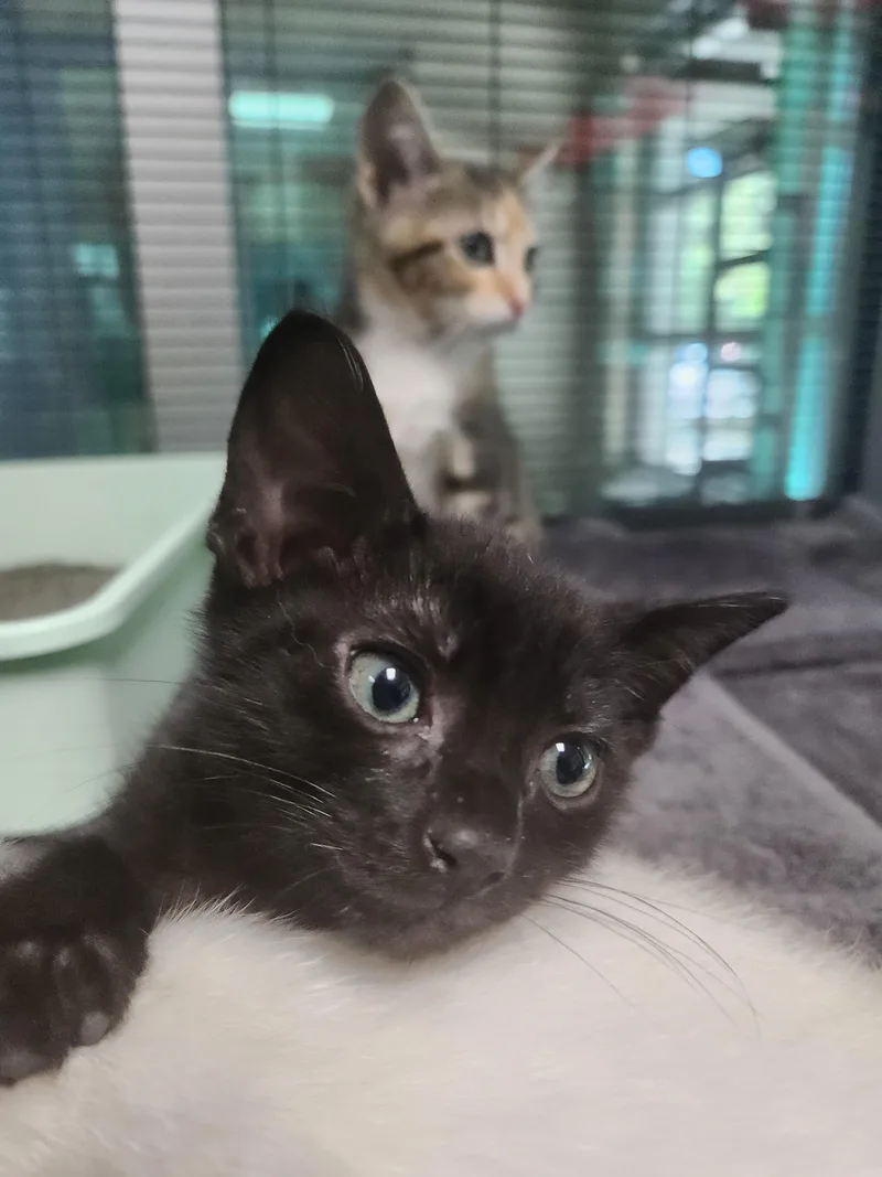 A baby medium-sized male Black Domestic Short Hair cat named Nug for adoption in Charleston, SC