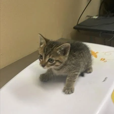 A baby small-sized female Brown / Chocolate Domestic Short Hair cat named Nova for adoption in Tacoma, WA