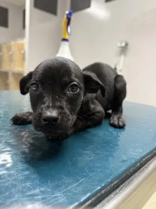 A baby small-sized female Pit Bull Terrier dog named Avery for adoption in Pequot Lakes, MN