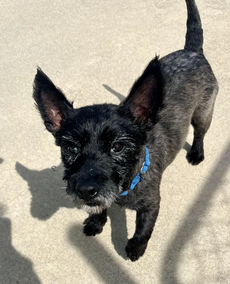 An adult small-sized female Gray / Blue / Silver Cairn Terrier dog named Millie for adoption in Seville, OH