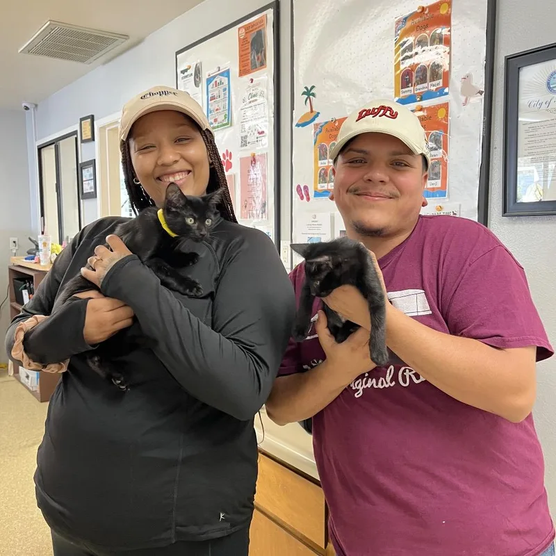 A baby small-sized female Black Domestic Short Hair cat named Salted Caramel for adoption in Buellton, CA