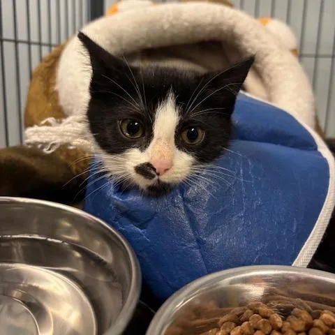 A baby small-sized female Black Domestic Short Hair cat named Sunny for adoption in Mooresville, NC