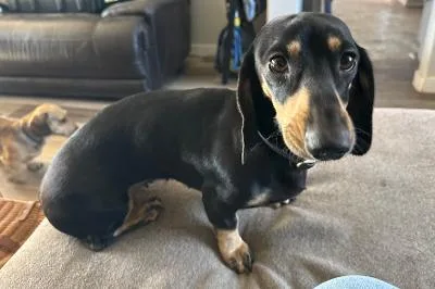 A young small-sized female Dachshund dog named Skye for adoption in Portland, OR
