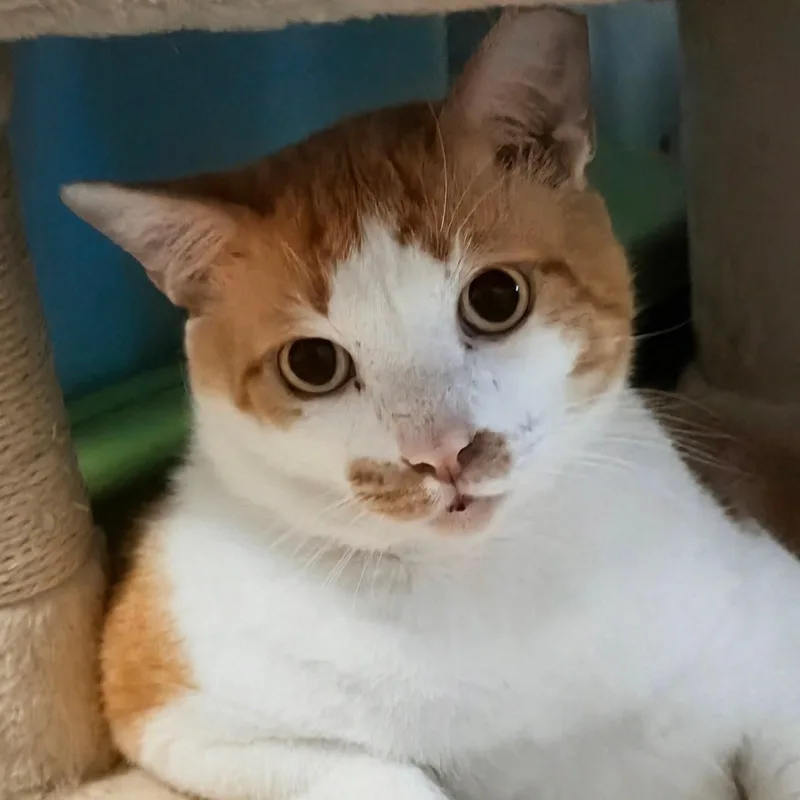 An adult extra large-sized male Orange & White Domestic Short Hair cat named Gonzo for adoption in New Port Richey, FL