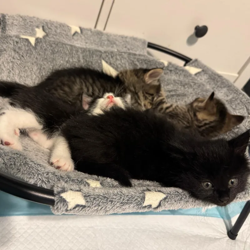 A baby small-sized male Black Domestic Short Hair cat named M&O: Oreo for adoption in Falls Church, VA