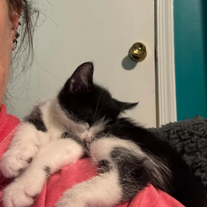 M&O: Oreo thumbnail 2