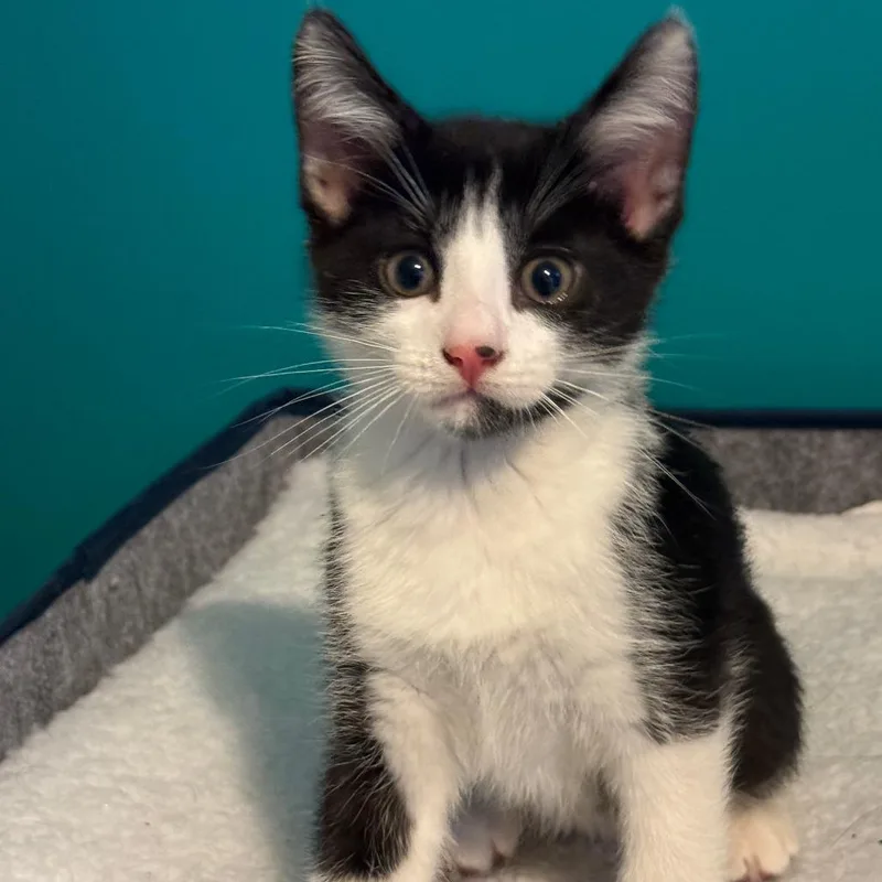 M&O: Oreo thumbnail 3