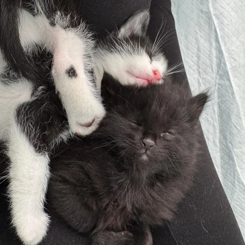 M&O: Oreo thumbnail 5
