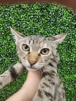 A baby small-sized female Domestic Short Hair cat named Evinrude $ for adoption in Seneca, SC