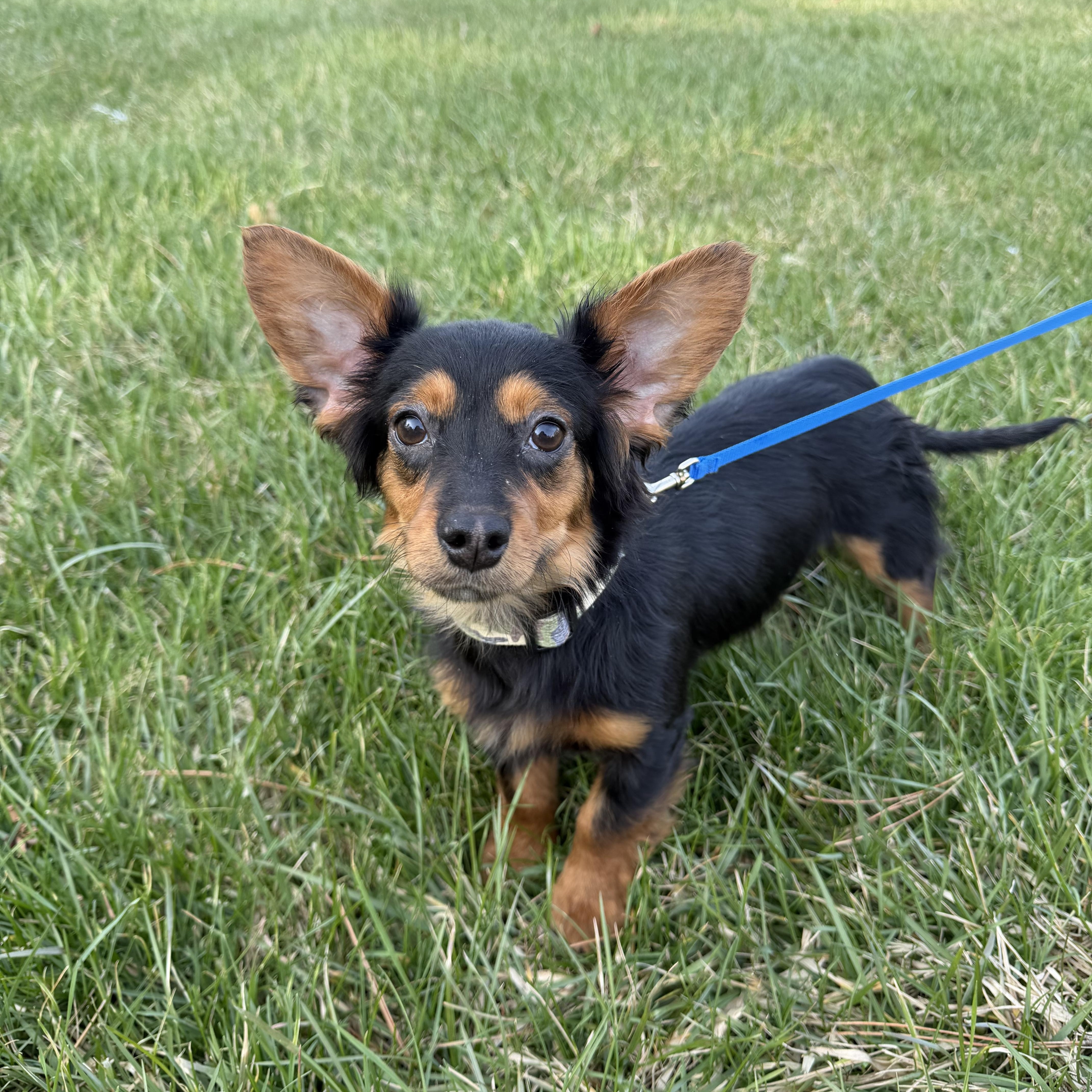 A baby small-sized male Dachshund dog named Only  Months Old! for adoption in Northwood, OH