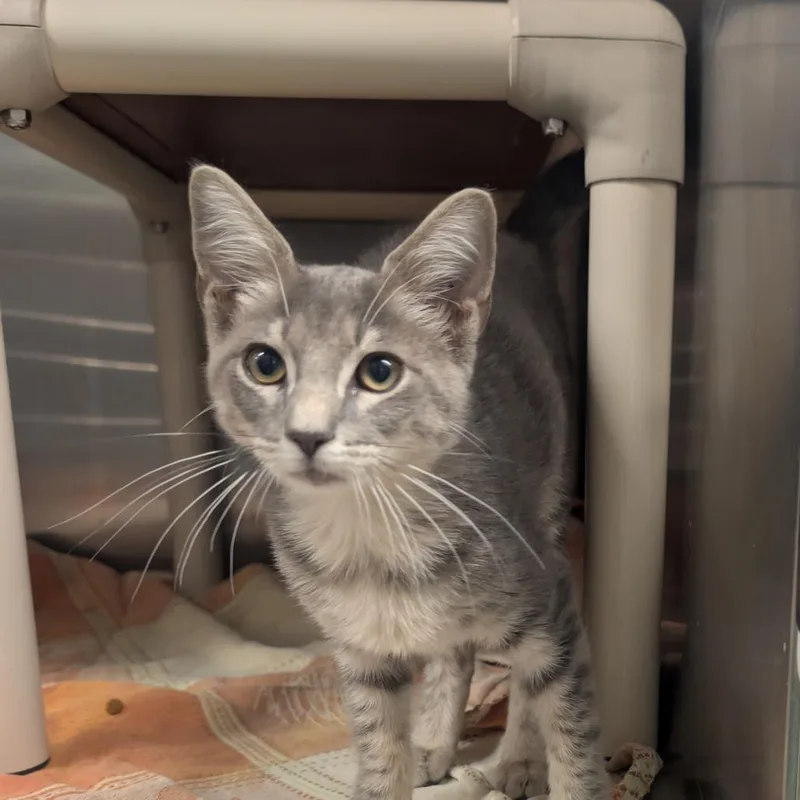 A baby small-sized male Gray / Blue / Silver Domestic Short Hair cat named Asher for adoption in Sand Springs, OK
