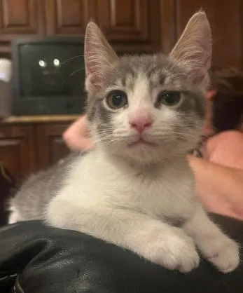 A baby medium-sized male Tabby (Gray / Blue / Silver) Domestic Short Hair cat named Stewie for adoption in oceanside, CA