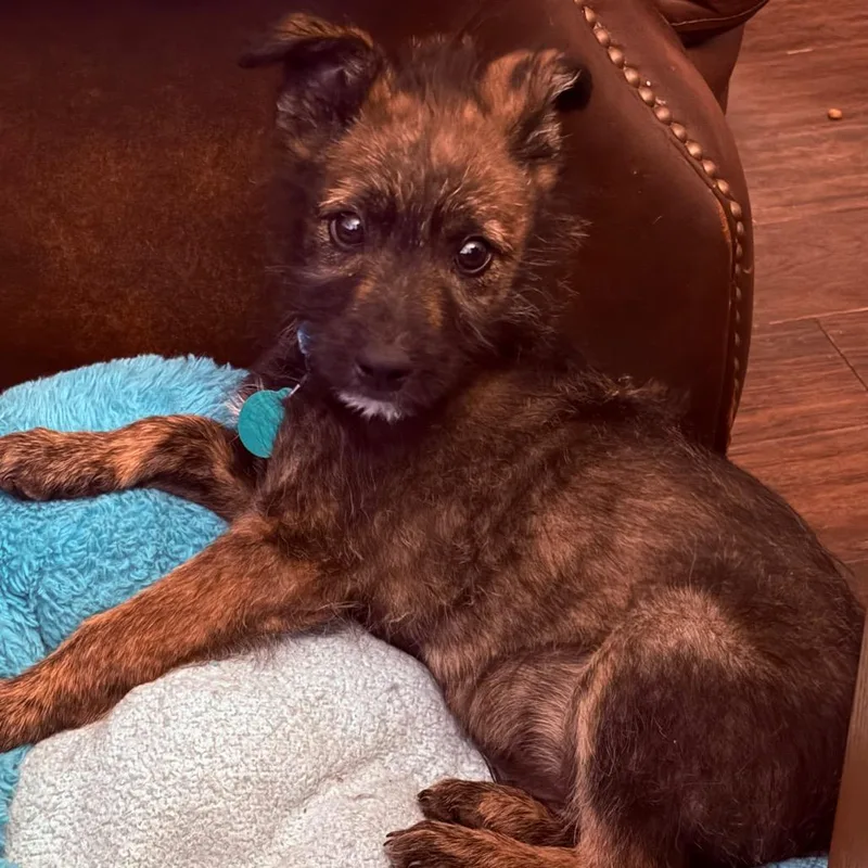 A baby small-sized male Brown / Chocolate Mixed Breed dog named Jeremiah for adoption in Buffalo, MN