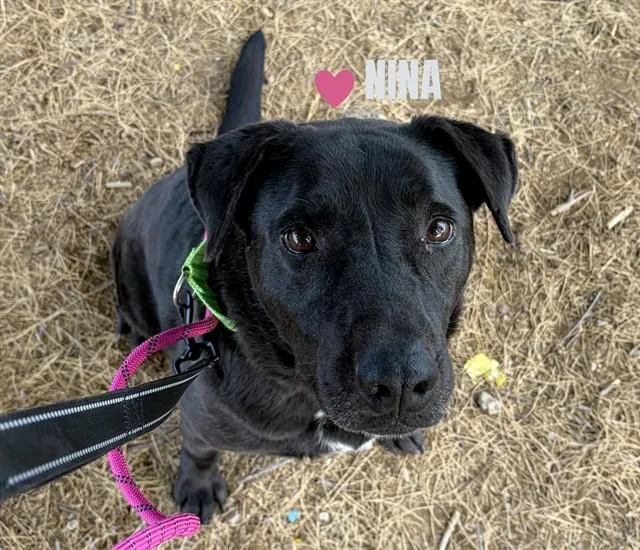 An adult large-sized female Labrador Retriever dog named Nina for adoption in Tucson, AZ