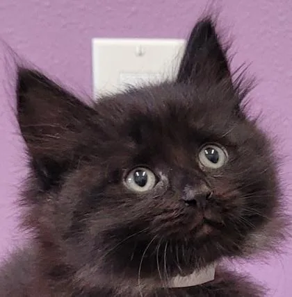 A baby small-sized male Domestic Short Hair cat named Spencer Tracy for adoption in Eugene, OR