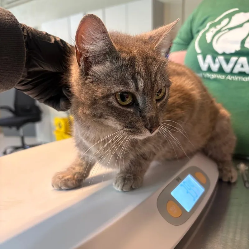 A young medium-sized female Gray / Blue / Silver Domestic Short Hair cat named Emma for adoption in Huntington, WV