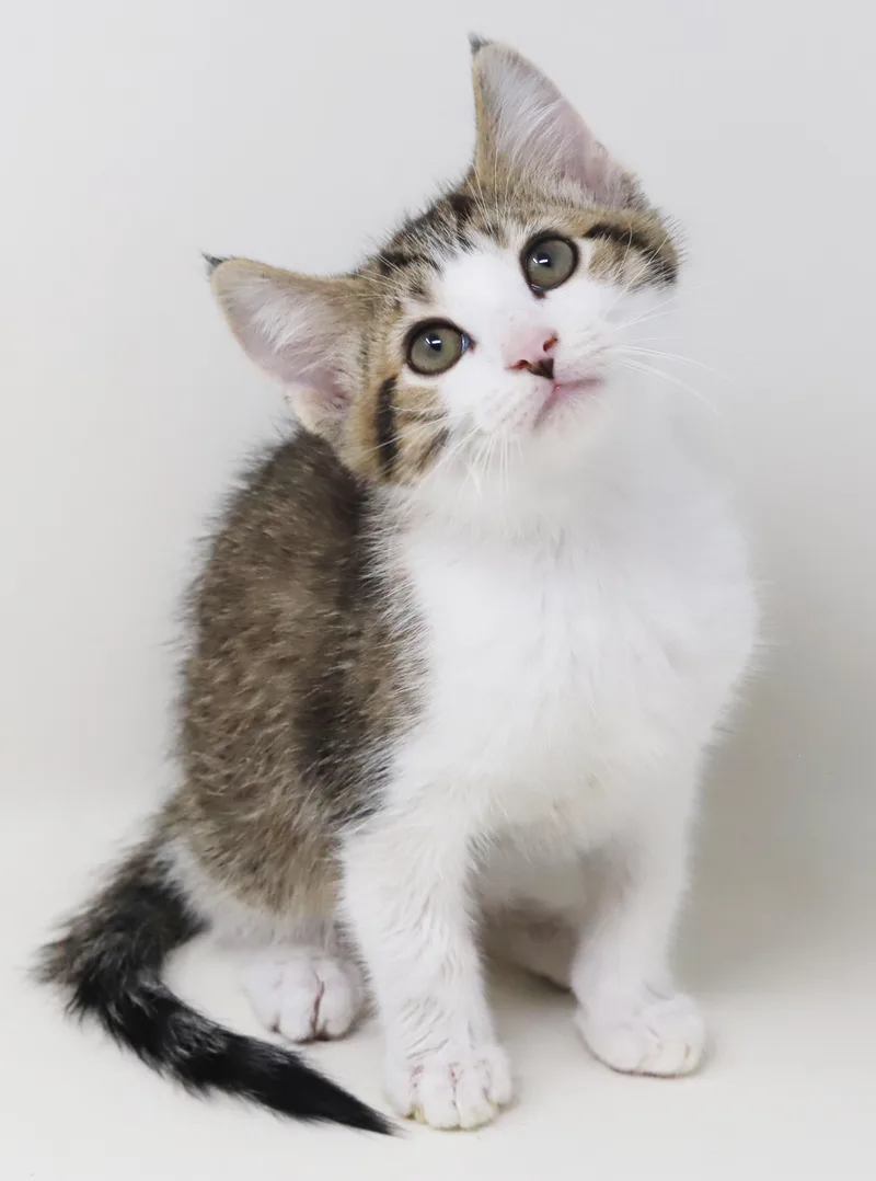 A baby small-sized male White Turkish Angora cat named Boomer is our bouncy for adoption in Bedford Hills, NY