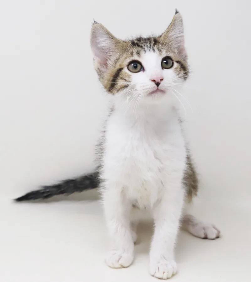 Boomer is our bouncy thumbnail 2