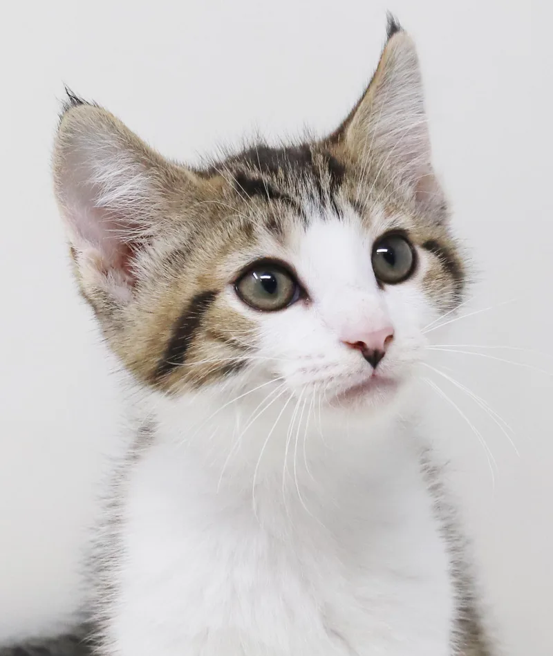 Boomer is our bouncy thumbnail 5