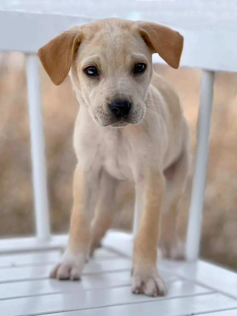 A baby medium-sized female Mixed Breed dog named Labubu Litter  Soymilk for adoption in Savage, MN