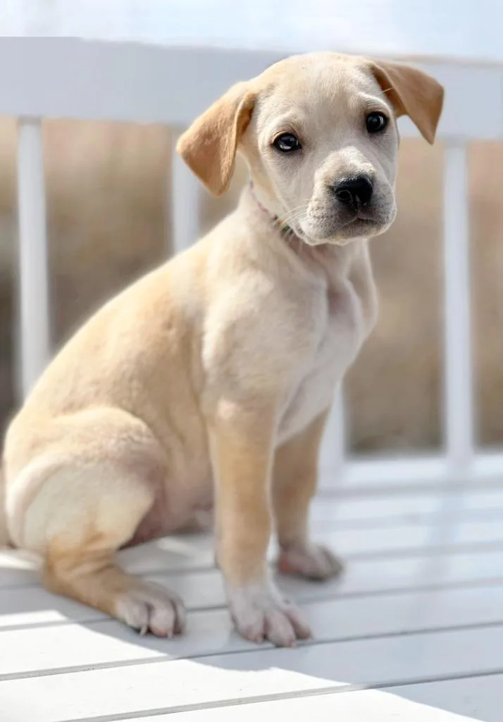 Labubu Litter  Soymilk thumbnail 2