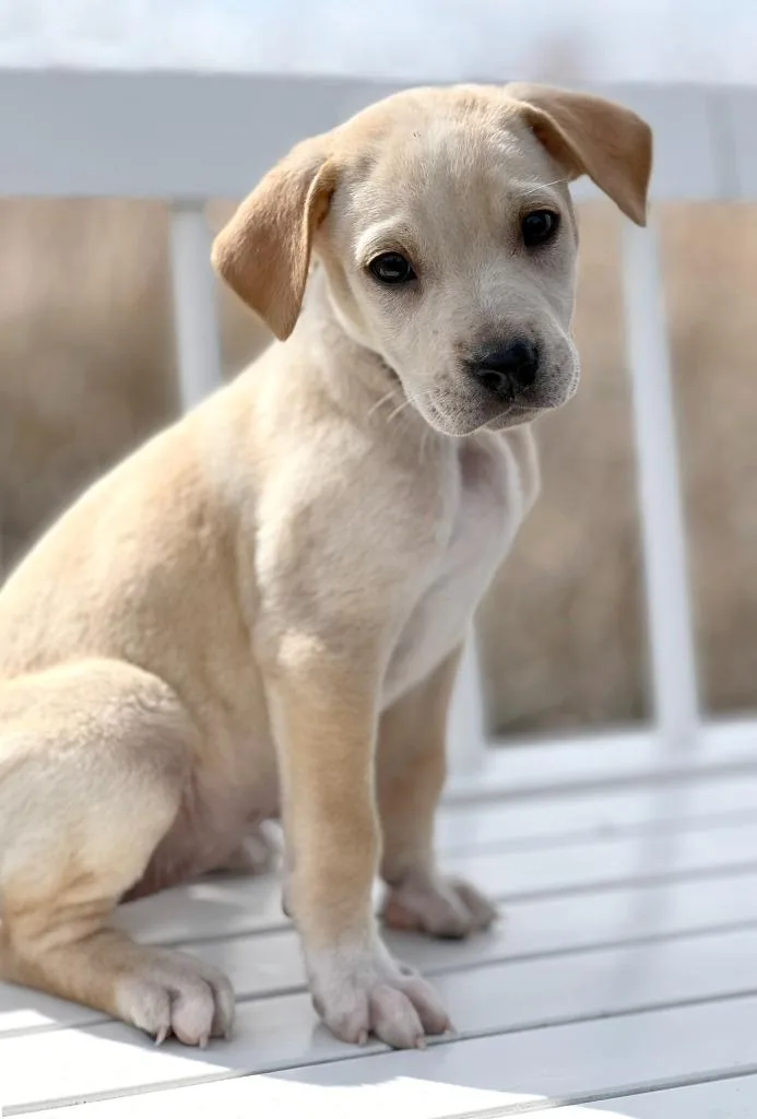 Labubu Litter  Soymilk thumbnail 3