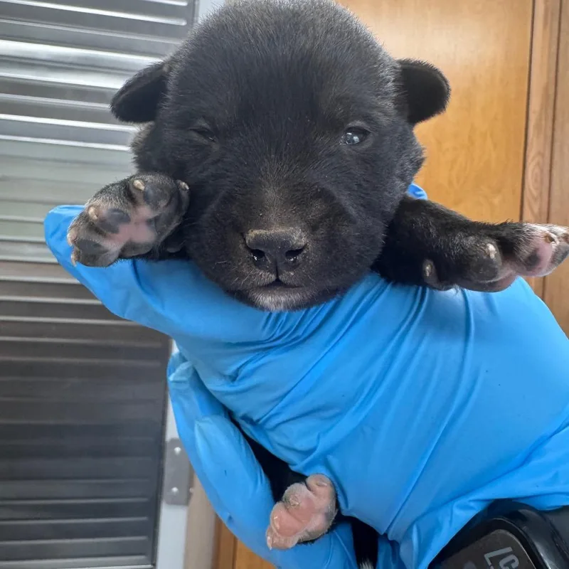 A baby small-sized male Black Mixed Breed dog named Red Clay Strays for adoption in Columbiana, AL