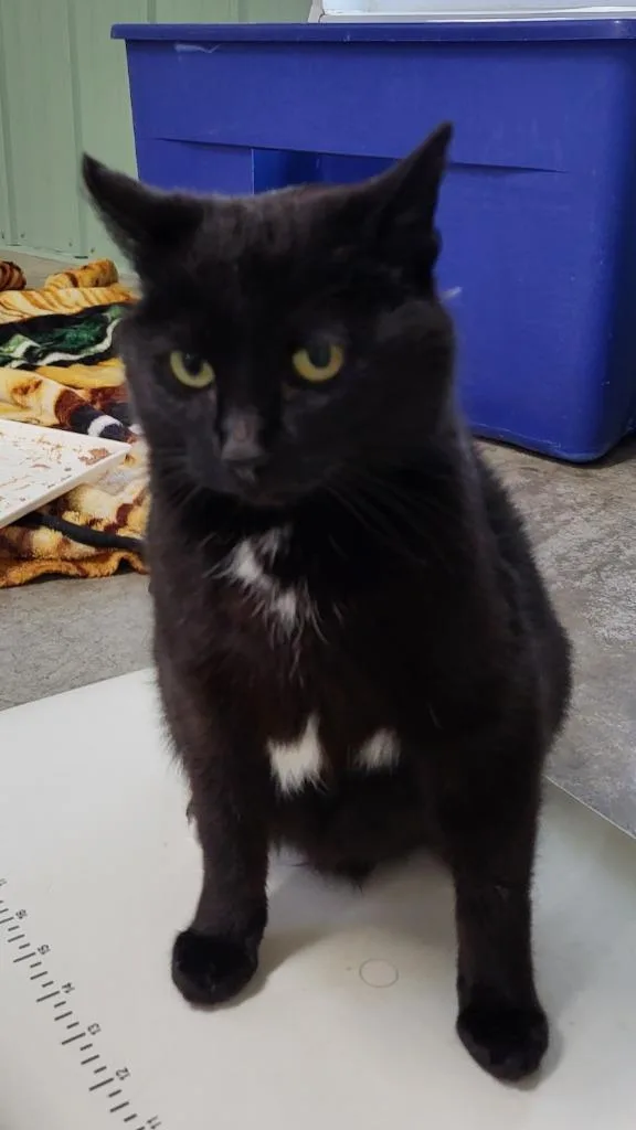 An adult medium-sized female Domestic Short Hair cat named Sable for adoption in Medford, WI
