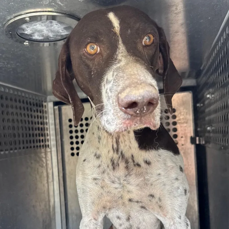 An adult medium-sized female Brown / Chocolate German Shorthaired Pointer dog named Veronica for adoption in Birmingham, AL
