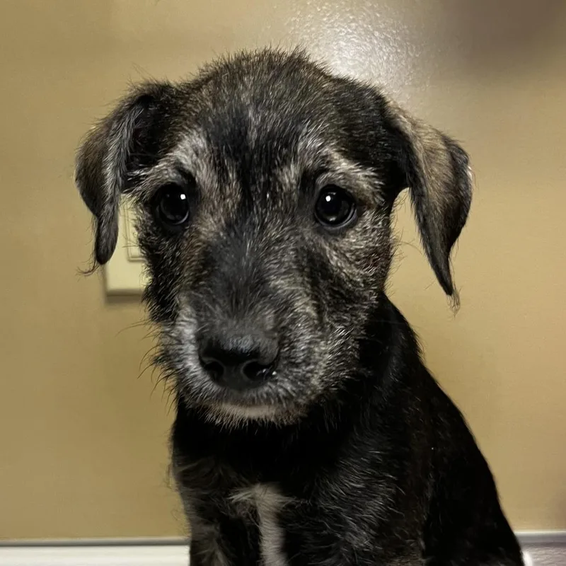 A baby small-sized female Brown / Chocolate Terrier dog named Shirley for adoption in Palm Springs, CA