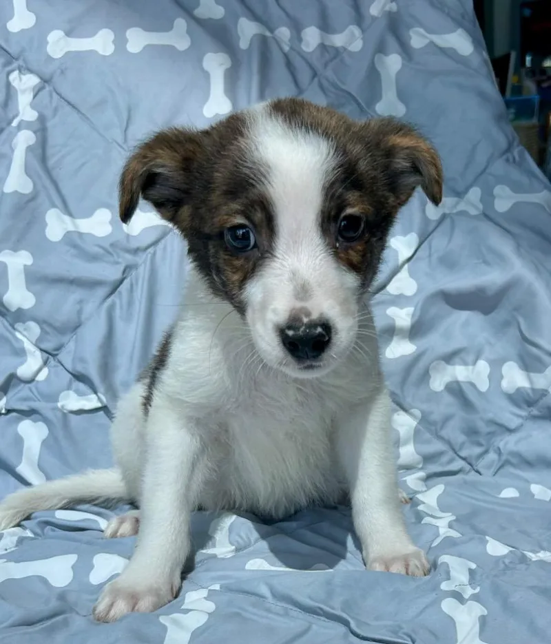 A baby medium-sized male Australian Cattle Dog / Blue Heeler dog named Clef for adoption in Cottonwood, AZ