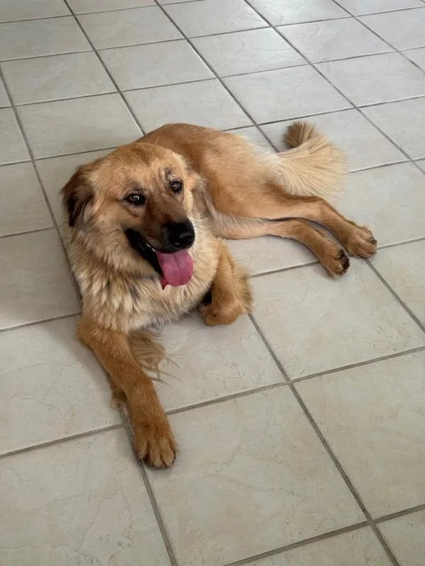 An adult large-sized female Mixed Breed dog named Lana for adoption in Austin, TX