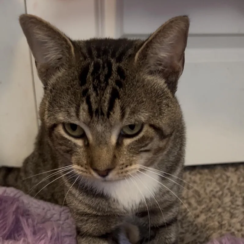 An adult medium-sized male Brown / Chocolate Domestic Short Hair cat named Cleetus for adoption in Odessa, TX