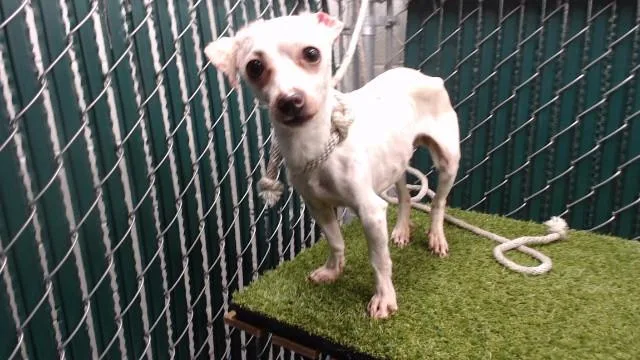 A young medium-sized female Chihuahua dog named Izzy for adoption in Downey, CA